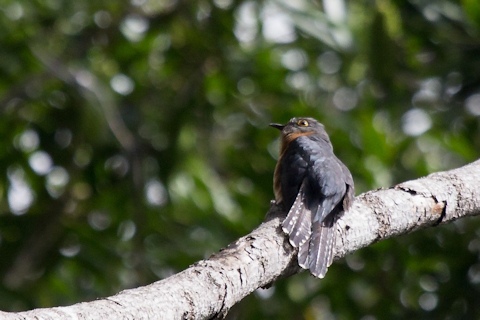 Chestnut-breasted Cuckoo (Cacomantis castaneiventris)